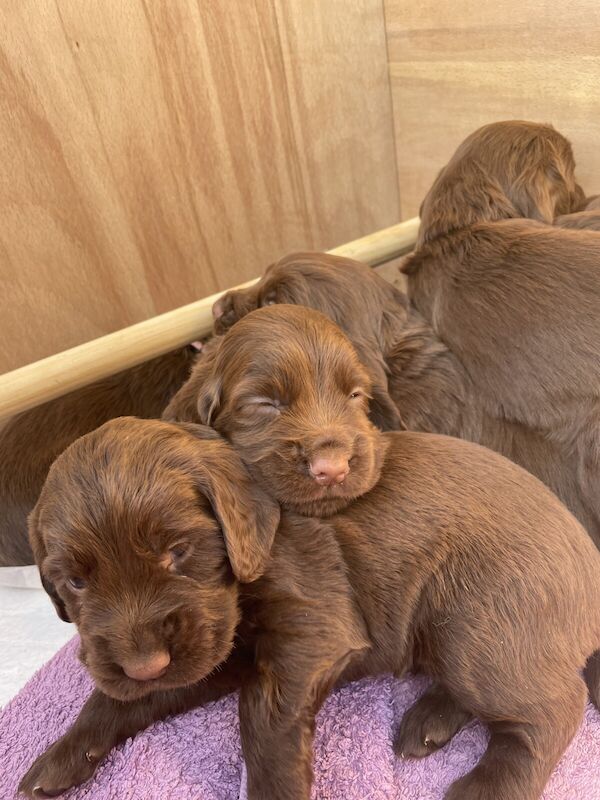 KC Registered Cocker Spaniel Puppies for sale in Chatteris, Cambridgeshire