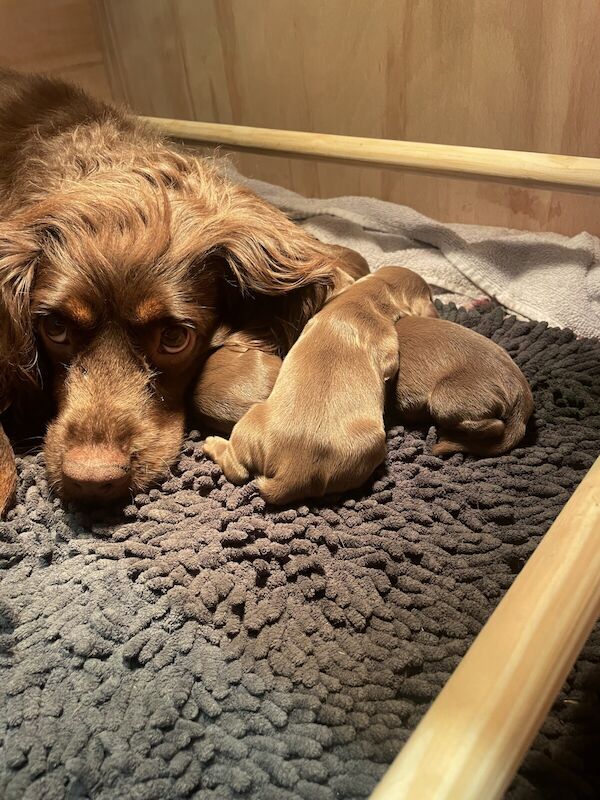 KC Registered Cocker Spaniel Puppies for sale in Chatteris, Cambridgeshire - Image 2