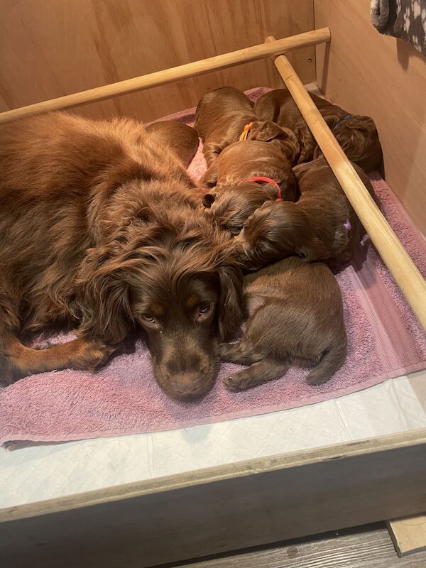 KC Registered Cocker Spaniel Puppies for sale in Chatteris, Cambridgeshire - Image 3