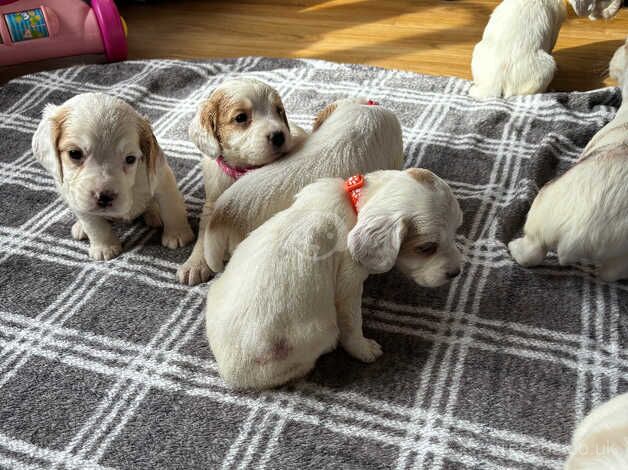 KC registered cocker spaniel puppies for sale in Wedmore, Somerset - Image 1