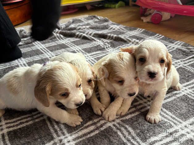 KC registered cocker spaniel puppies for sale in Wedmore, Somerset - Image 2