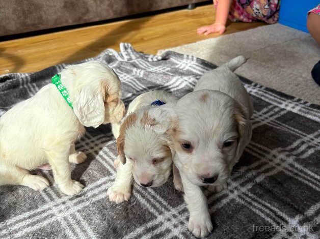 KC registered cocker spaniel puppies for sale in Wedmore, Somerset - Image 3