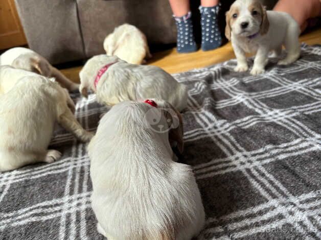 KC registered cocker spaniel puppies for sale in Wedmore, Somerset - Image 5