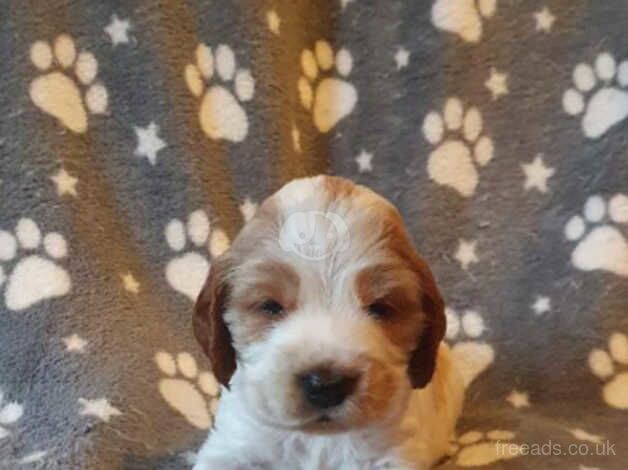 KC Registered Cocker Spaniel Puppies for sale in Burnley, Lancashire