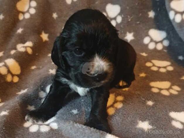 KC Registered Cocker Spaniel Puppies for sale in Burnley, Lancashire - Image 2