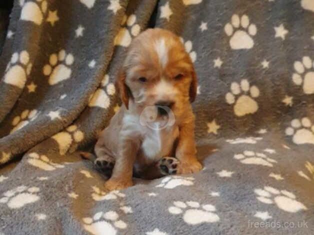 KC Registered Cocker Spaniel Puppies for sale in Burnley, Lancashire - Image 3