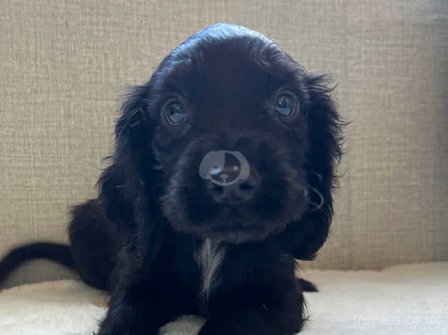 KC REGISTERED COCKER SPANIEL PUPPIES for sale in Helston, Cornwall - Image 1