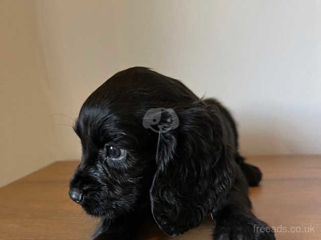 KC REGISTERED COCKER SPANIEL PUPPIES for sale in Helston, Cornwall - Image 2