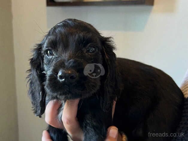 KC REGISTERED COCKER SPANIEL PUPPIES for sale in Helston, Cornwall - Image 3