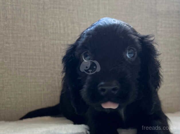 KC REGISTERED COCKER SPANIEL PUPPIES for sale in Helston, Cornwall - Image 4