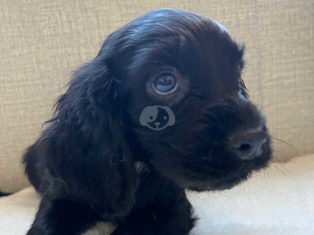 KC REGISTERED COCKER SPANIEL PUPPIES for sale in Helston, Cornwall - Image 5