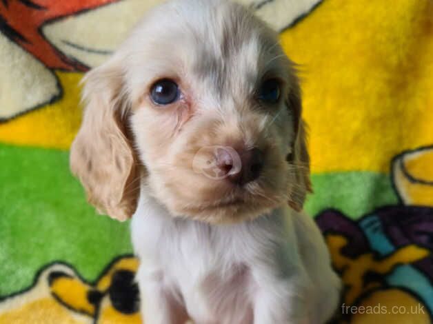 Kc registered cocker spaniel puppies for sale in Southampton, Hampshire - Image 1