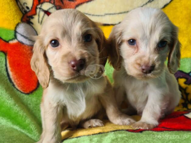 Kc registered cocker spaniel puppies for sale in Southampton, Hampshire - Image 2