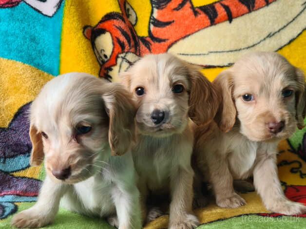 Kc registered cocker spaniel puppies for sale in Southampton, Hampshire - Image 3