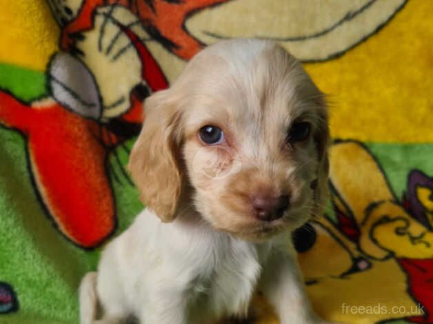 Kc registered cocker spaniel puppies for sale in Southampton, Hampshire - Image 4