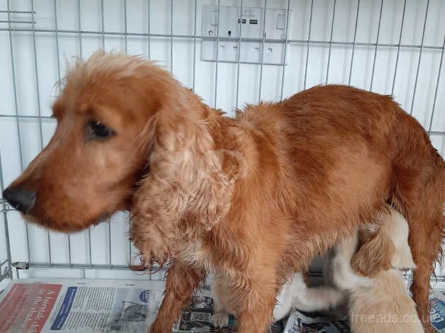 Kc registered cocker spaniel puppies for sale in Southampton, Hampshire - Image 5