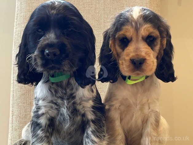 KC registered Cocker Spaniel Pups for sale in Aberystwyth, Ceredigion