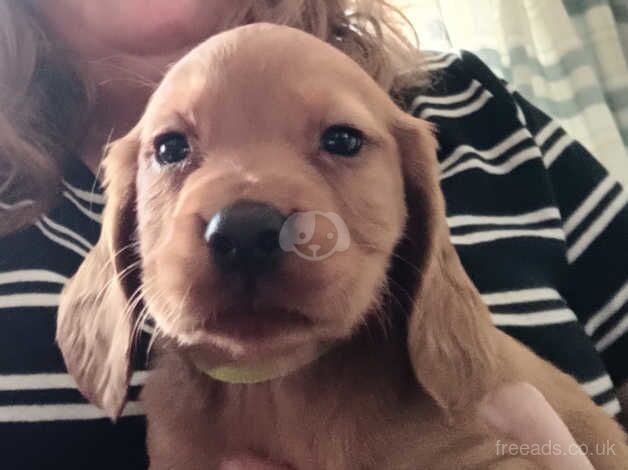 KC registered cocker spaniel pups for sale in Sandwich, Kent - Image 1