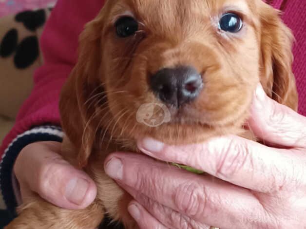 Cocker Spaniels for sale in Sandwich, Kent