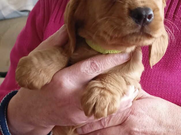 Cocker Spaniel Puppies for sale in Kent