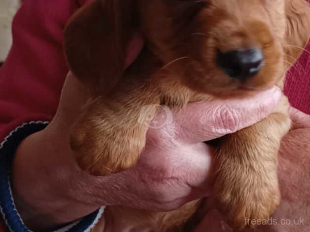 KC registered cocker spaniel pups for sale in Sandwich, Kent - Image 4