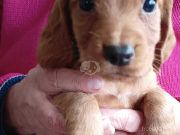 KC registered cocker spaniel pups for sale in Sandwich, Kent - Image 5