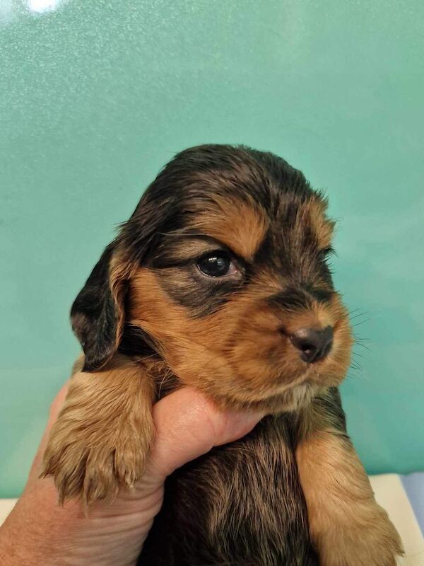 KC registered Cocker Spaniels for sale in South Lanarkshire