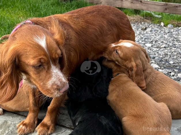 Kc Registered Cocker Spaniels for sale in Corwen, Denbighshire - Image 1