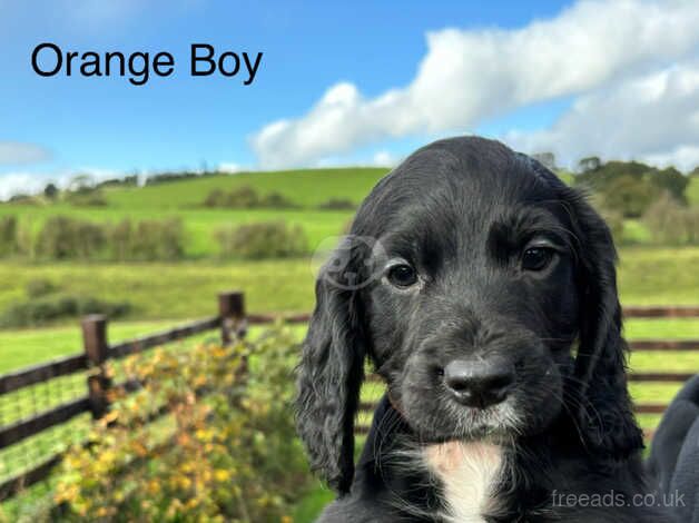 Kc Registered Cocker Spaniels for sale in Corwen, Denbighshire - Image 4