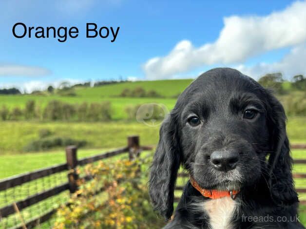 Kc Registered Cocker Spaniels for sale in Corwen, Denbighshire - Image 5