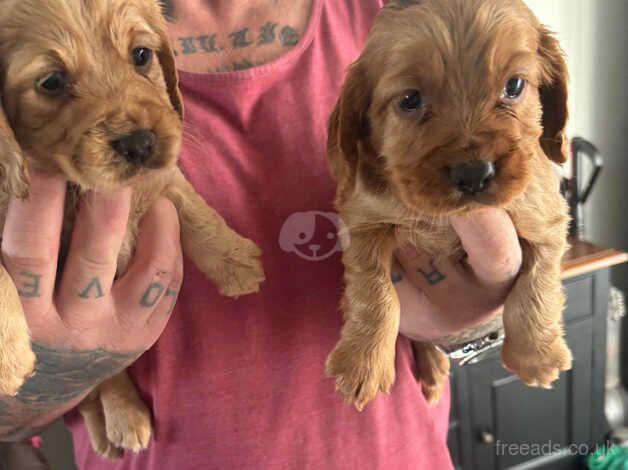 Kc registered cocker spaniels for sale in Doncaster, South Yorkshire