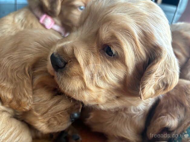 Cocker Spaniels for sale in Doncaster, South Yorkshire