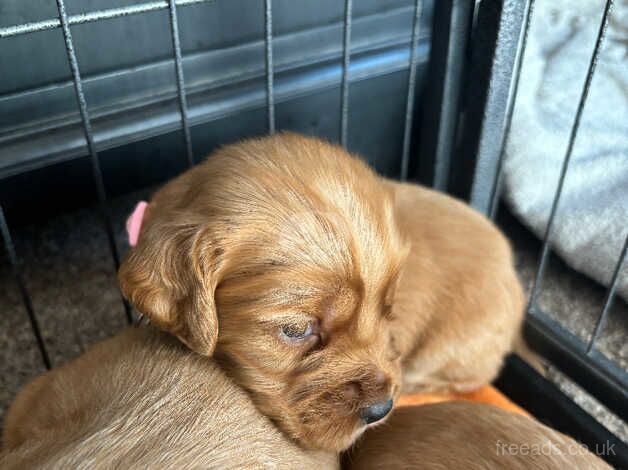 Cocker Spaniel Puppies for sale in South Yorkshire