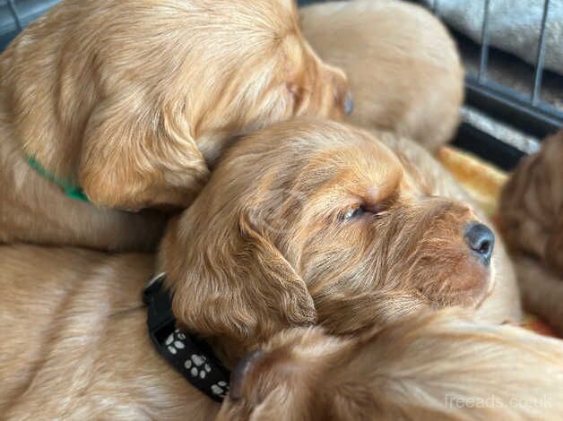 Cocker Spaniel Puppies for sale