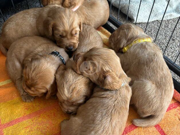 Kc registered cocker spaniels for sale in Doncaster, South Yorkshire - Image 5