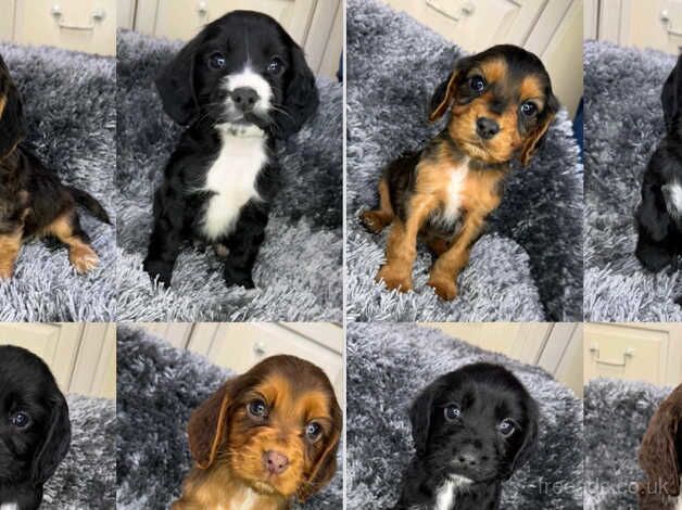 KC registered cocker spaniels for sale in Southport, Lancashire