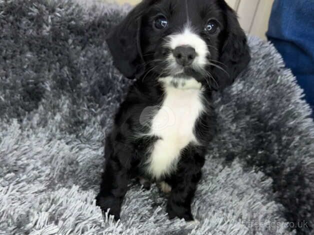 KC registered cocker spaniels for sale in Southport, Lancashire - Image 2