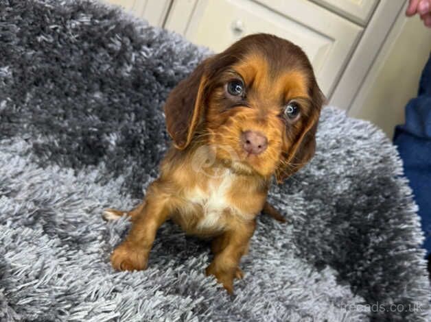 KC registered cocker spaniels for sale in Southport, Lancashire - Image 3