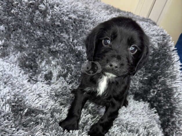 KC registered cocker spaniels for sale in Southport, Lancashire - Image 4