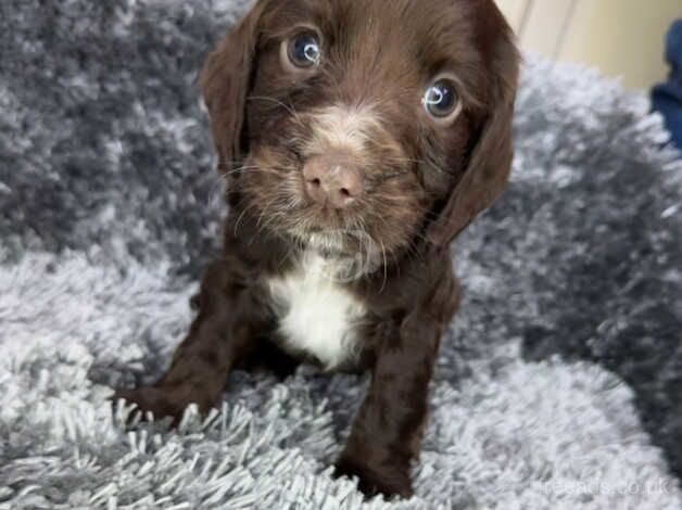 KC registered cocker spaniels for sale in Southport, Lancashire - Image 5