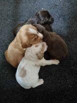 KC registered Cocker Spaniels puppies for sale in Whitby, North Yorkshire