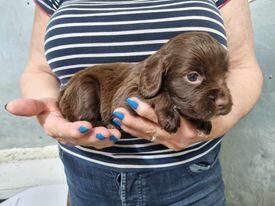 KC registered Cocker Spaniels puppies for sale in Whitby, North Yorkshire - Image 4