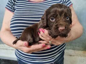 KC registered Cocker Spaniels puppies for sale in Whitby, North Yorkshire - Image 5