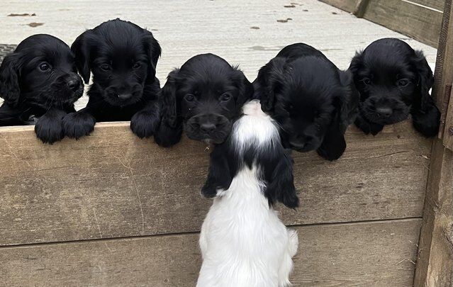 KC registered game keeper bred cocker spaniel pups for sale in Barrow, Suffolk - Image 1