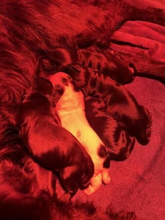 KC registered game keeper bred cocker spaniel pups for sale in Barrow, Suffolk - Image 2