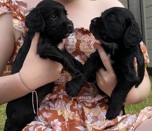 KC registered game keeper bred cocker spaniel pups for sale in Barrow, Suffolk - Image 3