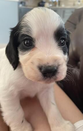 KC registered game keeper bred cocker spaniel pups for sale in Barrow, Suffolk - Image 4