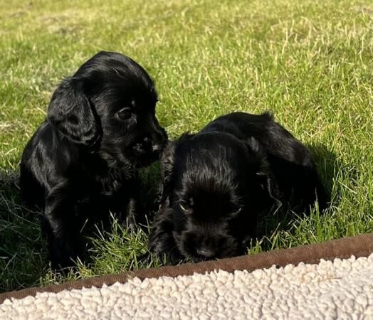 KC registered game keeper bred cocker spaniel pups for sale in Barrow, Suffolk - Image 5