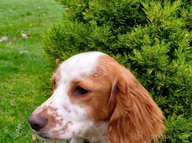 KC Registered Lemon Roan Working Cocker Spaniel Bitch for sale in Whitchurch, Shropshire