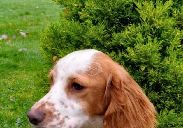 KC Registered Lemon Roan Working Cocker Spaniel Bitch for sale in Whitchurch, Shropshire